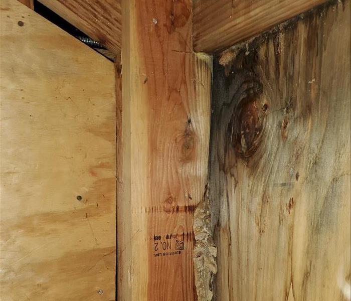 Visible mold growing on a wall with dark patches, suggesting moisture issues and potential property damage.