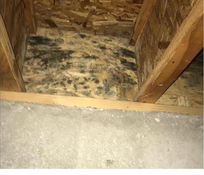 mold inside a wall cavity
